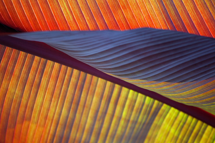Banana Leaf 8613 by Mark Shoolery Banana Leaf 8613 by Mark Shoolery