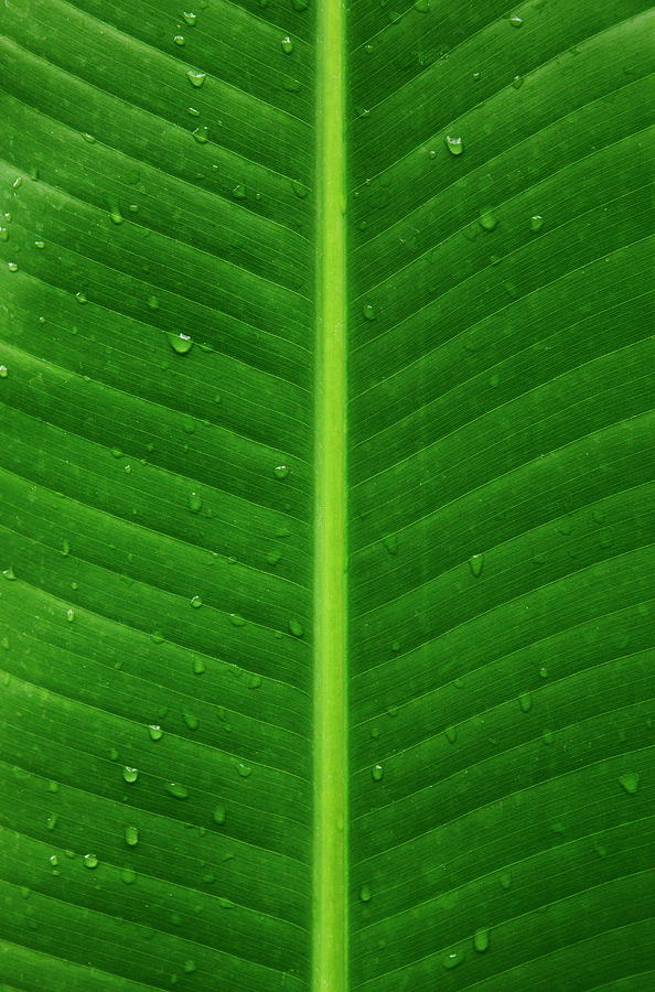 Banana Leaf With Water Drops,close Up Photograph by Sot