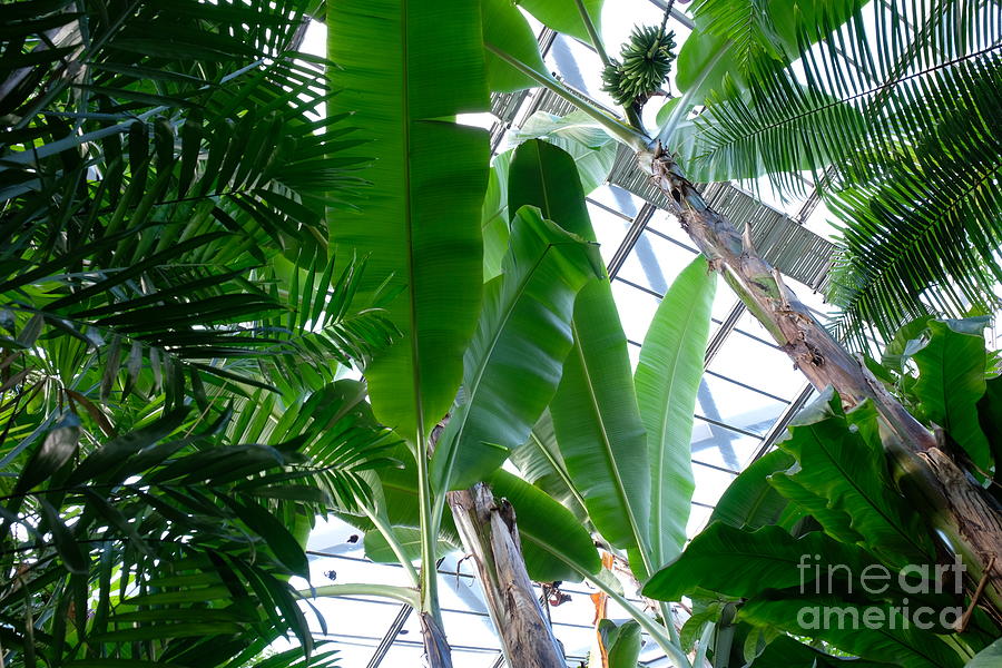 Banana leaves in the greenhouse Photograph by Marina Usmanskaya