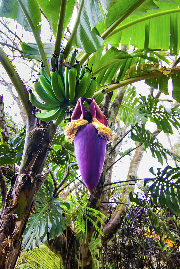 Banana Photograph - Banana Seed Pod by Norma Brandsberg