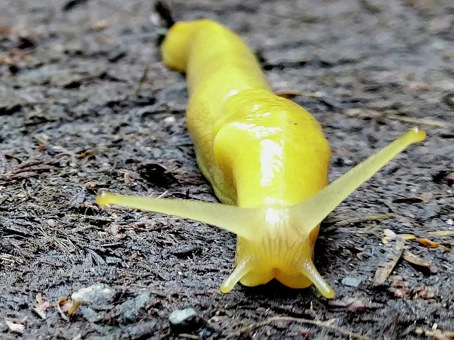 Banana Slug  Photograph by Misty Morehead
