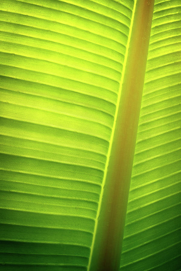 Banana Tree Leaf Pattern Photograph by Carlos Caetano