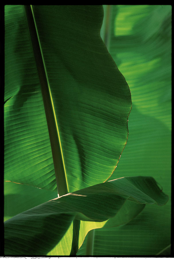 Banana Tree Leaves In Indonesia - Photograph by Veronique Durruty