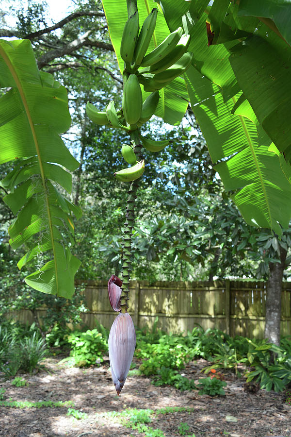 Banana Tree With Flower Photograph