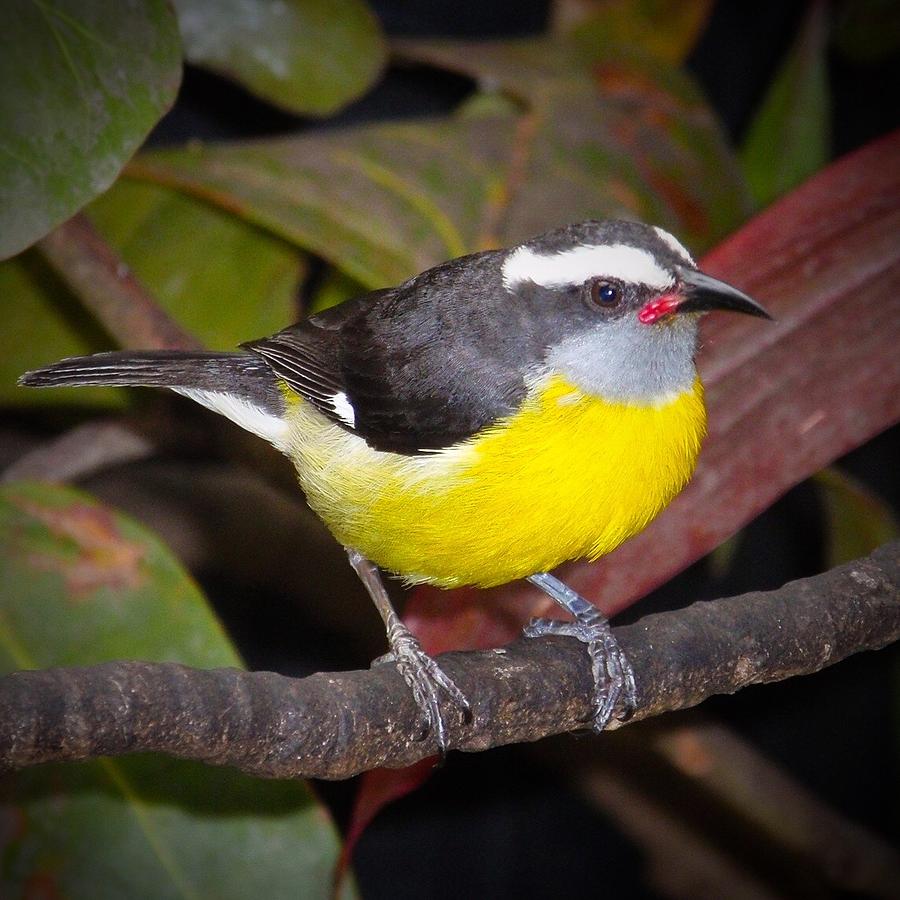 Bananaquit Photograph By Lynne Pedlar - Pixels