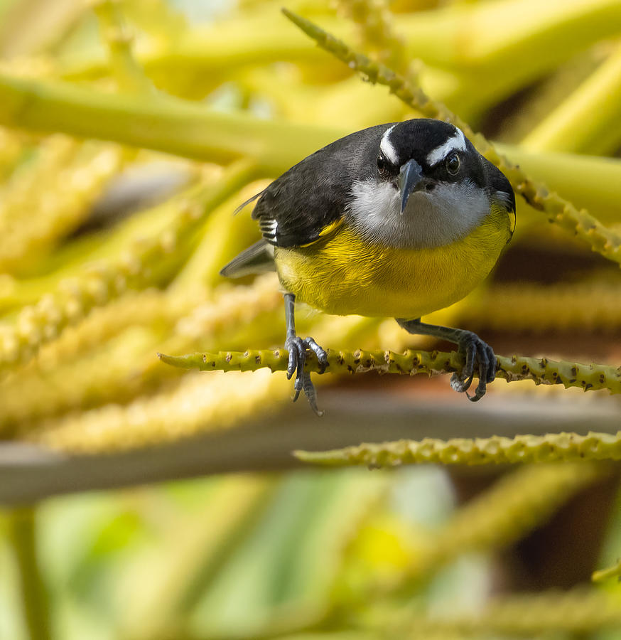 Bananaquit Photograph By Thomas Parsons - Fine Art America