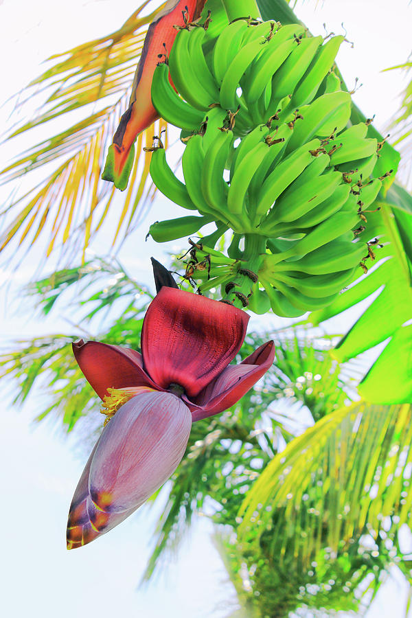Bananeira Photograph by Iryna Goodall