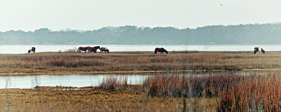 Band of Wild Horses at Sinepuxent Bay Photograph by Bill Swartwout