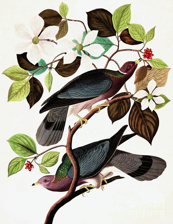 Band Tailed Pigeon, Columba Fasciata by Audubon Painting by John James Audubon