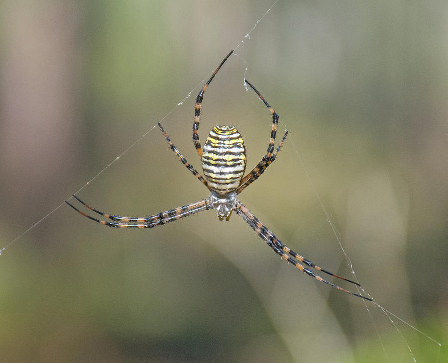 Banded Argiope Spider Photograph by John Serrao
