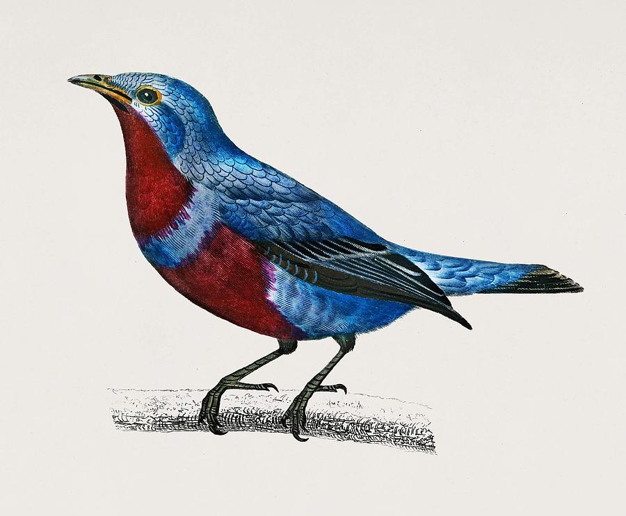 Cotinga