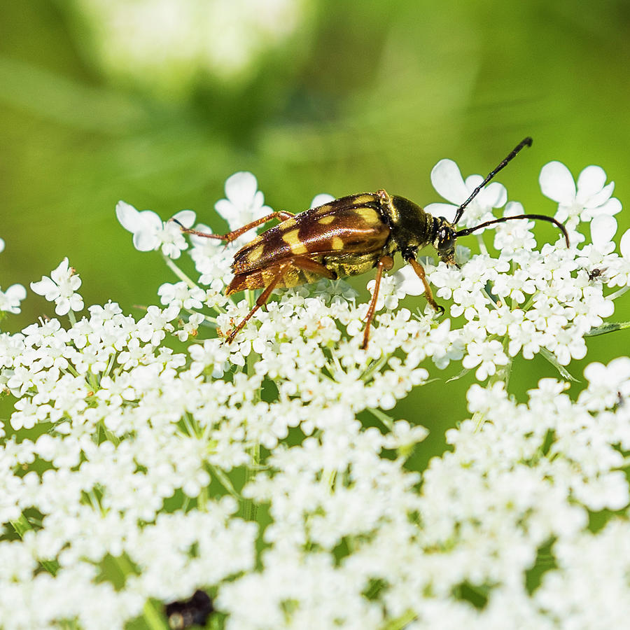 Nature Photograph - Banded Longhorn Beetle by Brenda Petrella Photography Llc