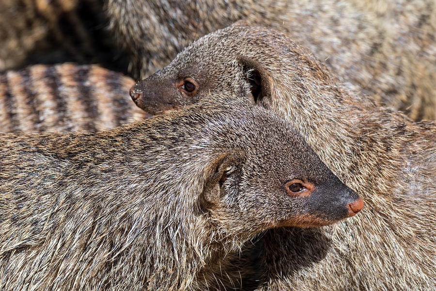 Banded Mongoose Colony Photograph by Arterra Picture Library