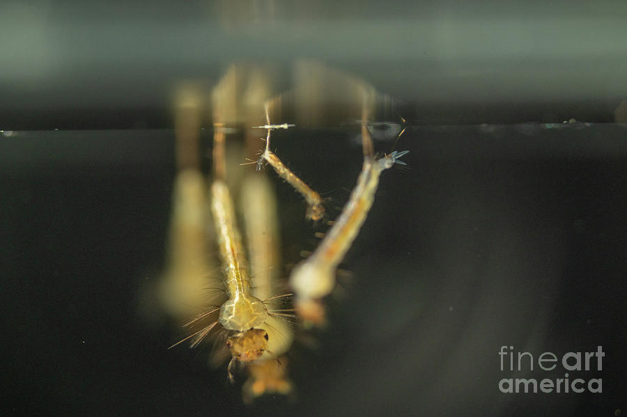 Banded Mosquito Larvae Photograph by Andy Davies/science Photo Library