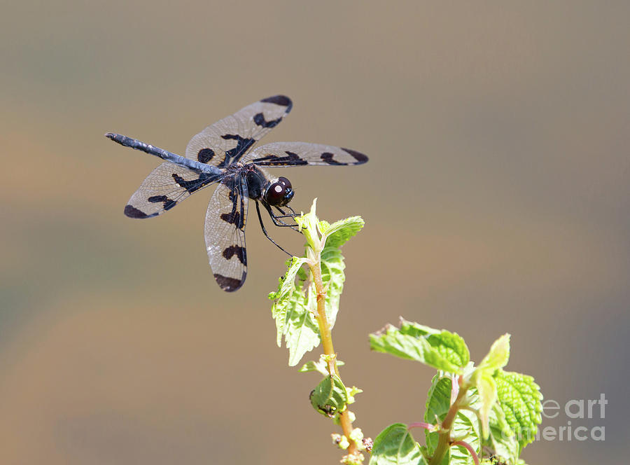 Banded Pennant Dragonfly by Kevin McCarthy Banded Pennant Dragonfly by Kevin McCarthy