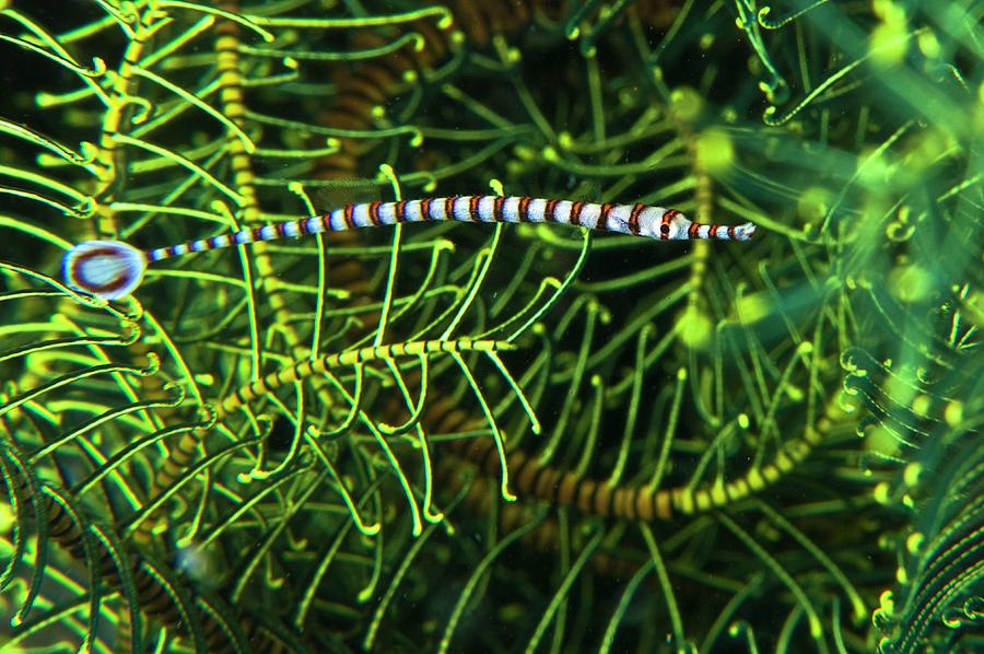 Banded Pipefish, Indonesia Digital Art by Giordano Cipriani