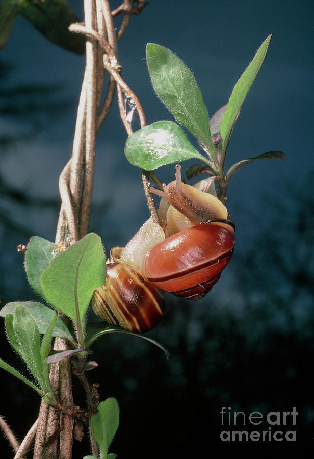 Banded Snails (cepaea Hortensis) Photograph by Martyn F. Chillmaid/science Photo Library