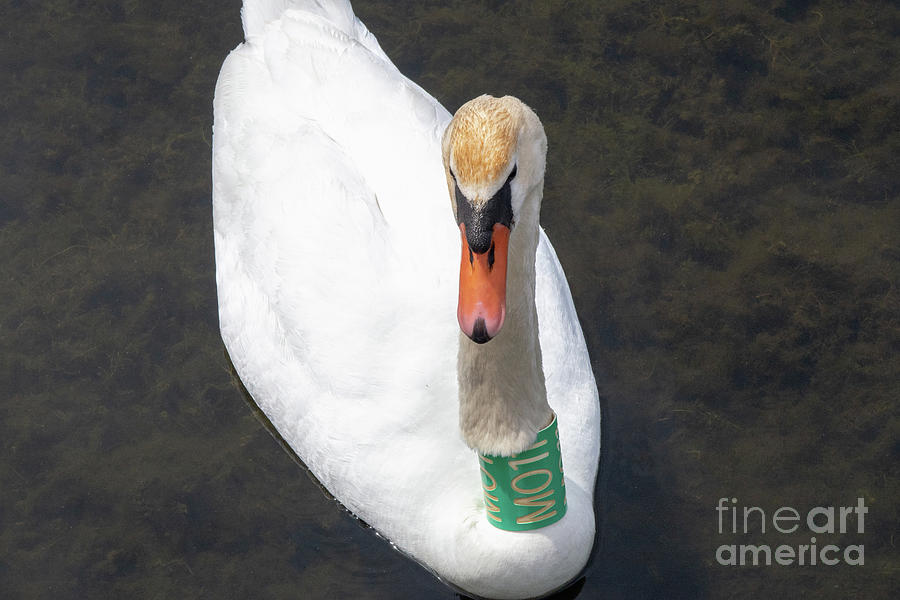Banded Swan Photograph by Ann Horn
