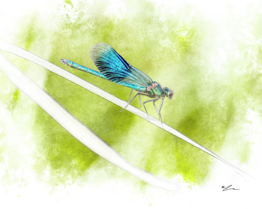 Banded wings by Starsphinx Banded wings by Starsphinx