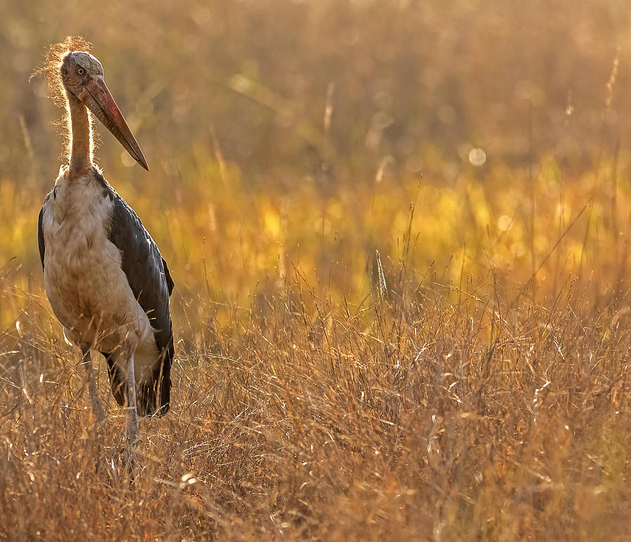 Stork Photograph - Bandhavgarh 006 by Kurien Yohannan