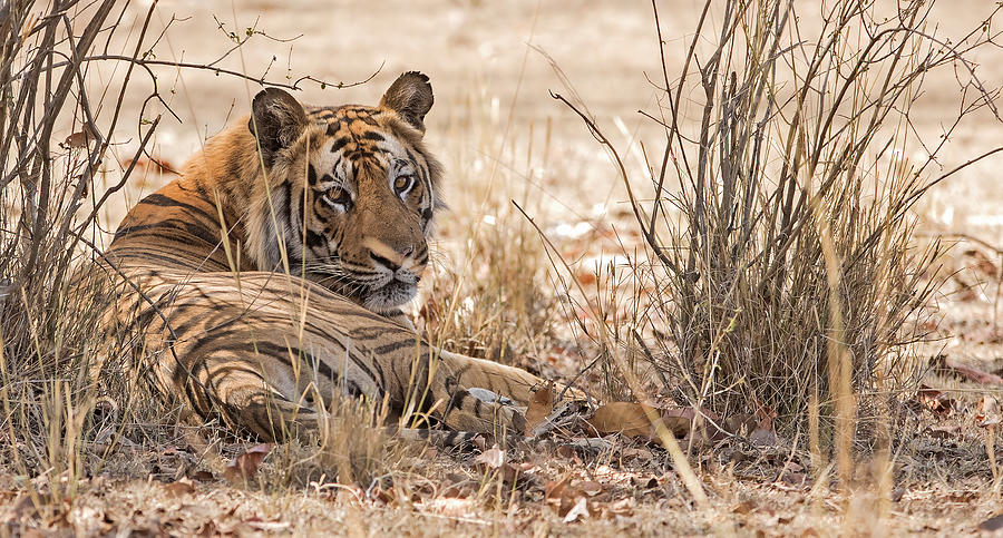 Bandhavgarh 014 Photograph by Kurien Yohannan - Fine Art America