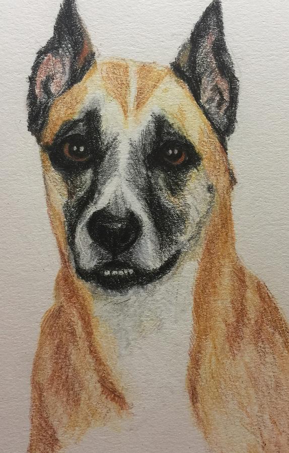 Bandit Drawing by MaryLou Carter