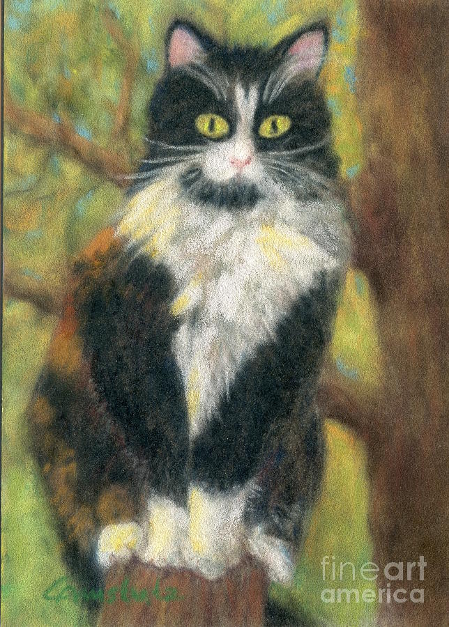 Bandit on the look-out Pastel by Christine Amstutz