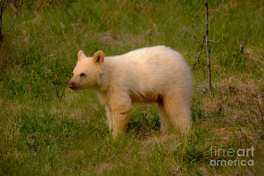 Banff White Black Bear Cub Photograph by Adam Jewell