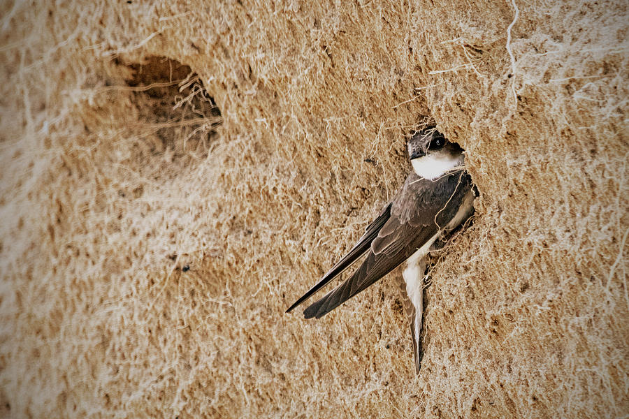 Bank Swallow Photograph