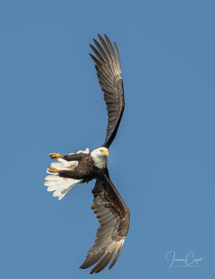 Banking Bald Eagle Photograph by James Capo