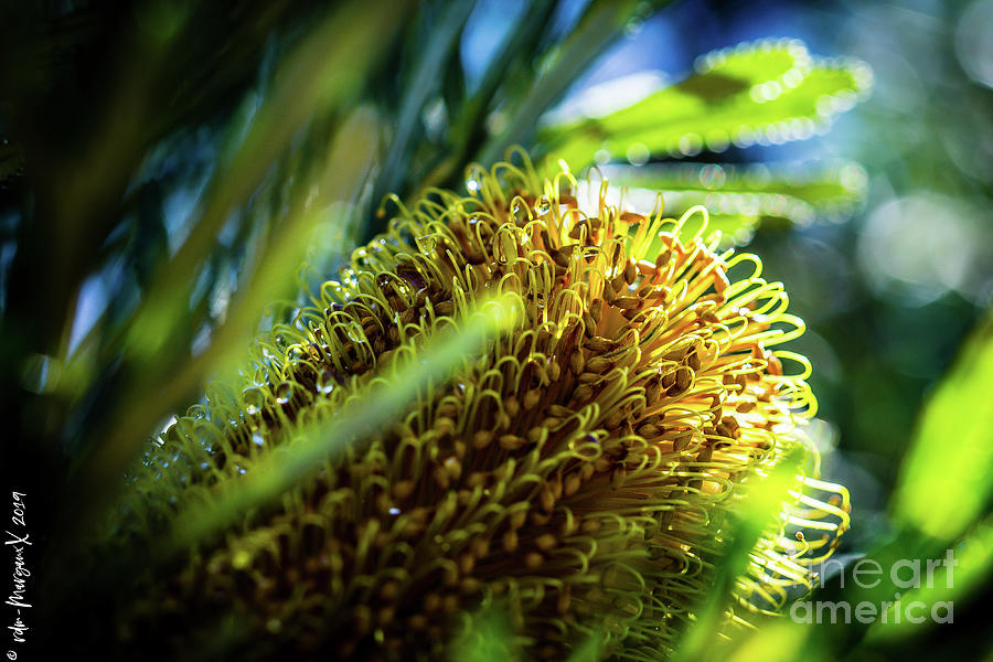 Banksia Protea Photograph