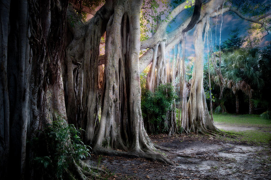 Banyan Ft Lauderdale Photograph by Evie Carrier