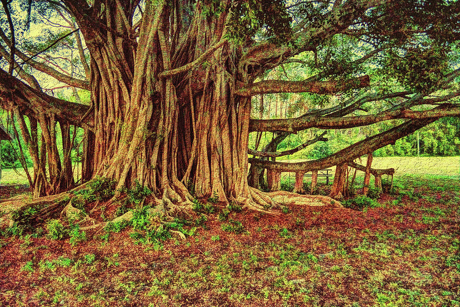 Banyan Tree 1 Photograph by Richard Zentner