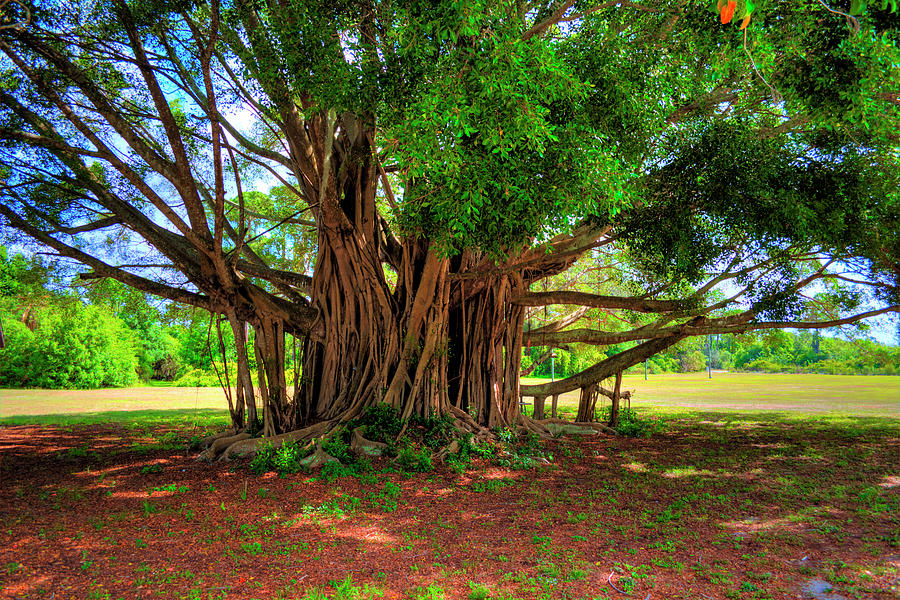 Banyan Tree 2 Photograph by Richard Zentner