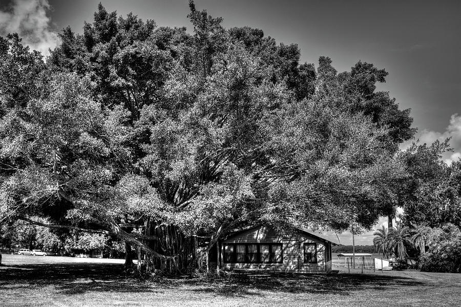 Banyan Tree 5 BW Photograph by Richard Zentner