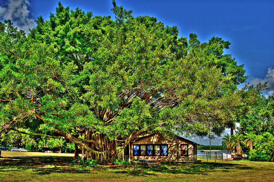 Banyan Tree 5 Photograph