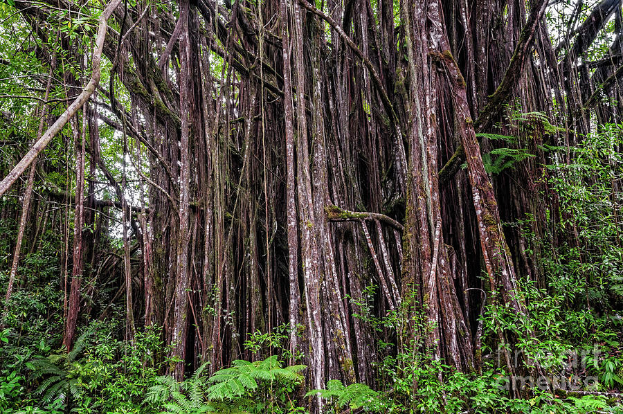 Banyan Tree Photograph by Al Andersen