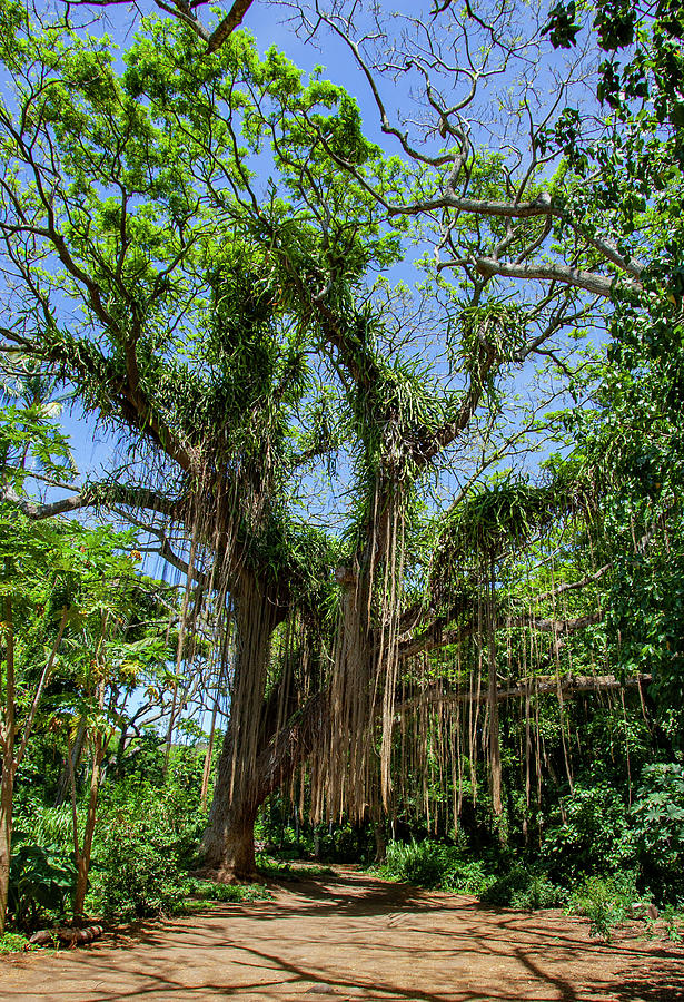 Banyan Tree in Honolua Bay Photograph by Anthony Jones