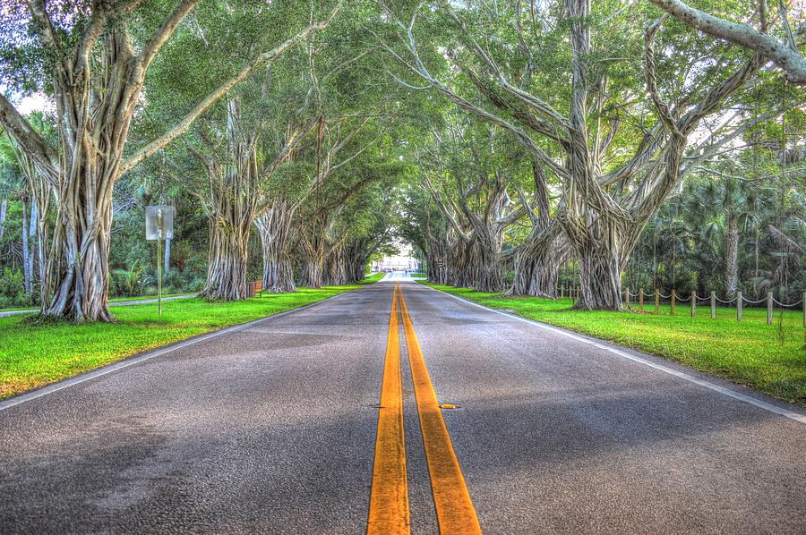 Banyan Tree Road Entering Jupiter Island Florida Photograph by JT Gerosky -  Fine Art America