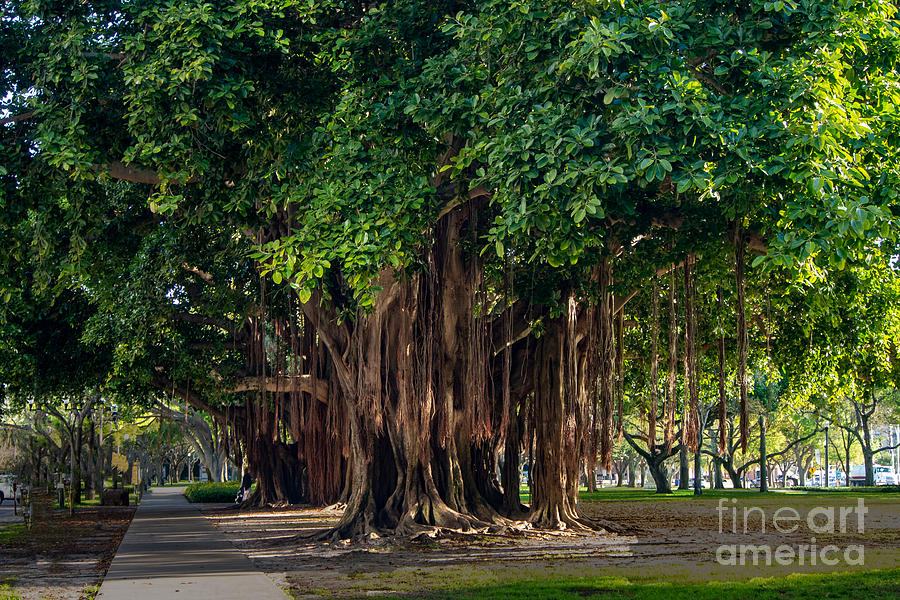 Banyan Trees in St. Petersburg, Florida Photograph by L Bosco