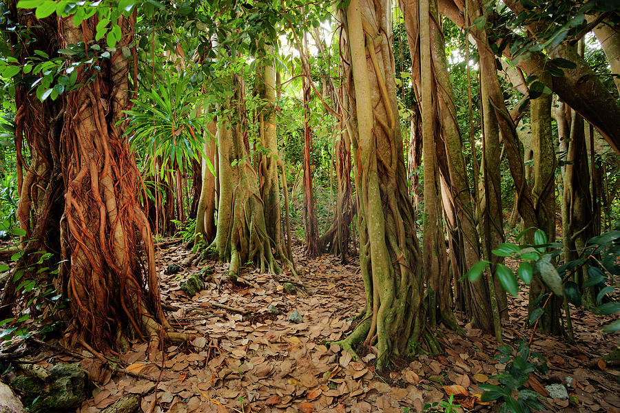 Banyan Trees On Cousin Island Photograph by Nhpa