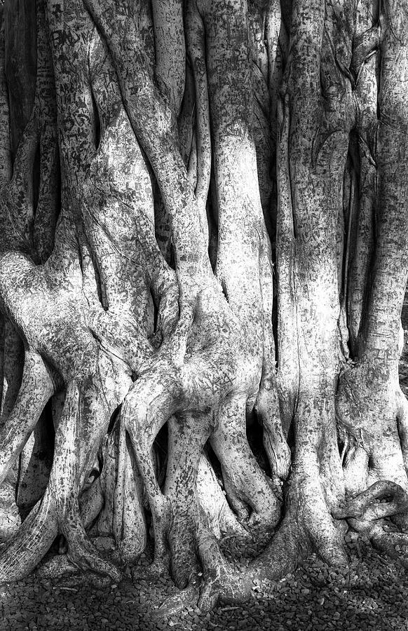 Banyon Tree Roots Photograph by Joe  Palermo