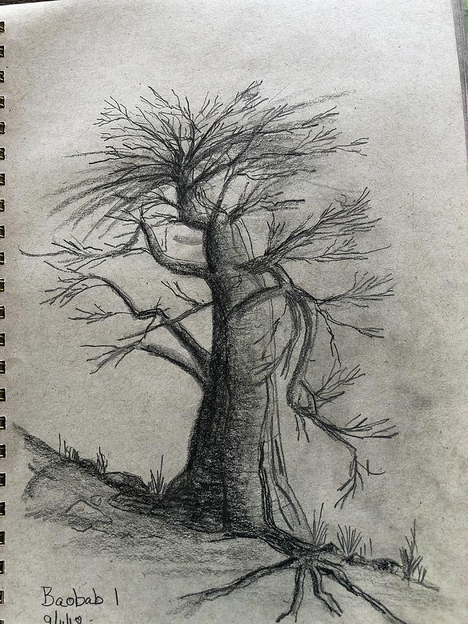 Baobab Drawing Photograph by Ben Foster