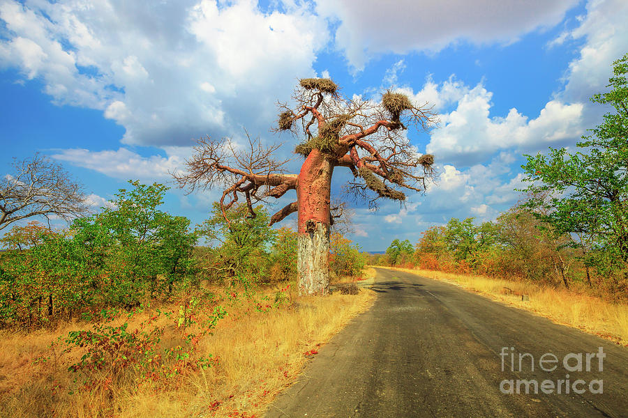 Baobab in Musina Photograph by Benny Marty