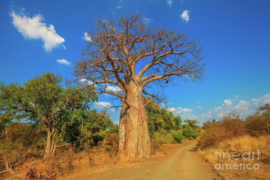 Baobab in South Africa Photograph by Benny Marty