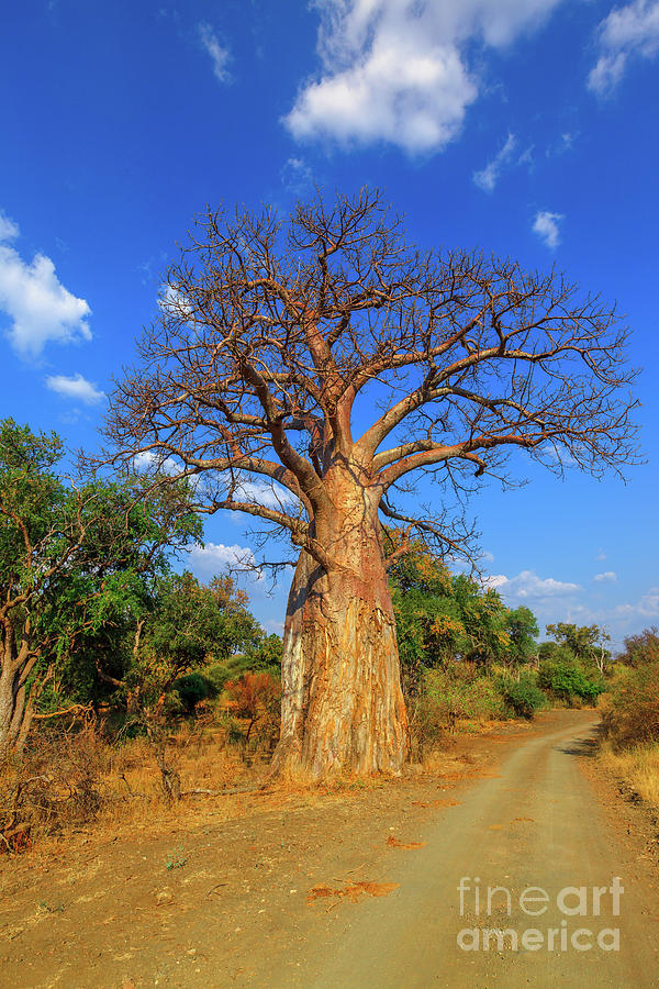 Baobab in South Africa vertical Photograph by Benny Marty
