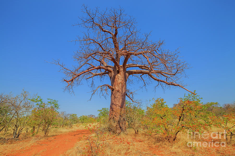 Baobab Musina Nature Reserve Photograph by Benny Marty