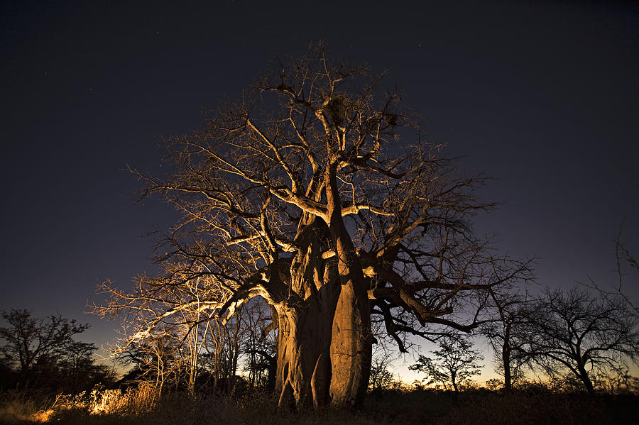 Baobab Tree Adansonia Digitata, Lit Up Photograph by Martin Harvey