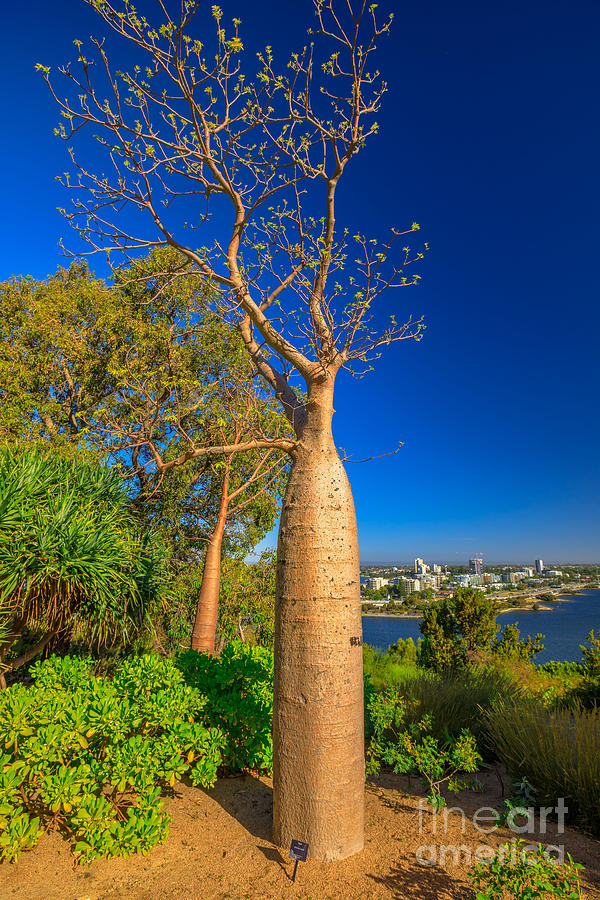 Baobab tree in Kings Park Photograph by Benny Marty