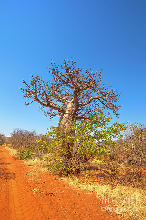 Baobab tree in Limpopo Photograph by Benny Marty